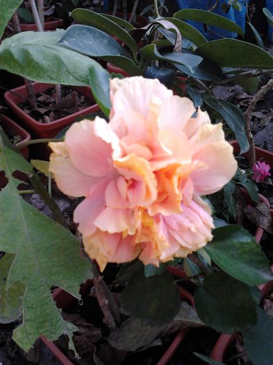2014-10-04 11.52.01 - hibiscusi