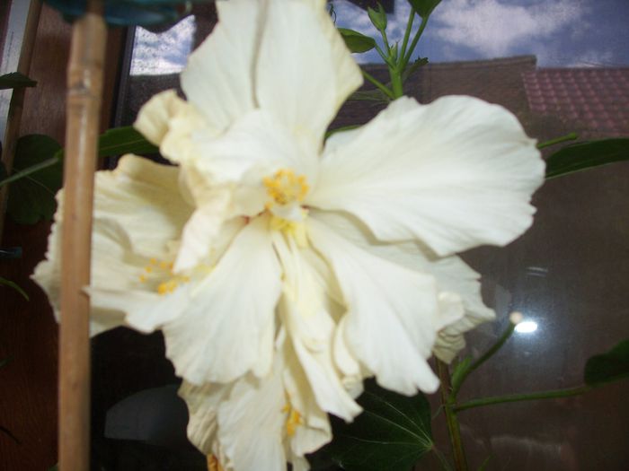 100_8550 - flori 1