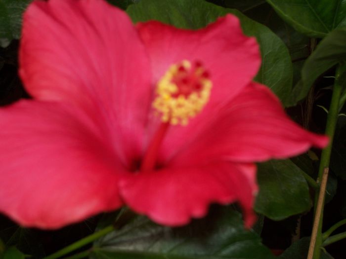 100_8552 - flori 1