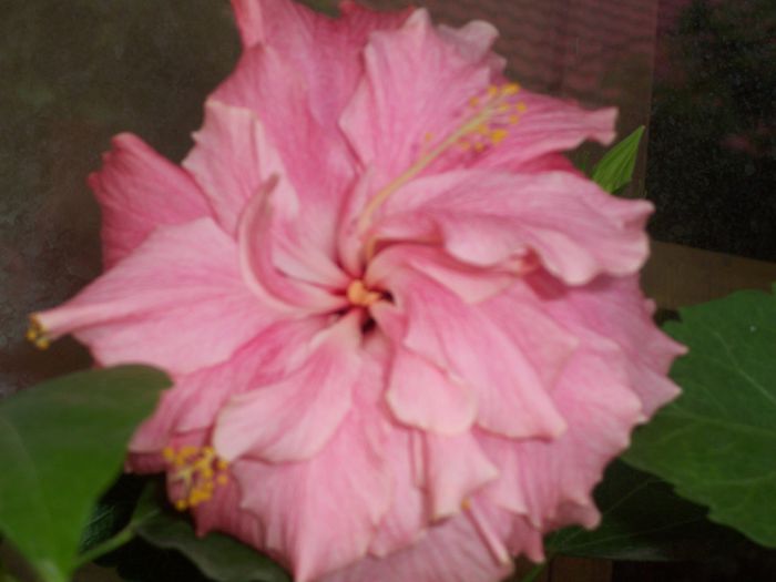 100_8553 - flori 1