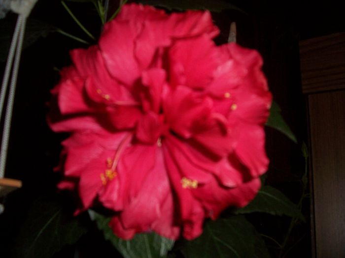 100_8555 - flori 1