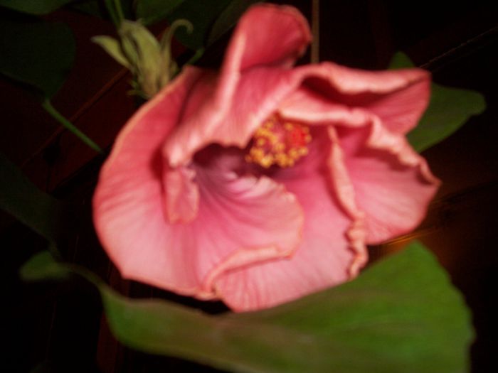 a - flori 1