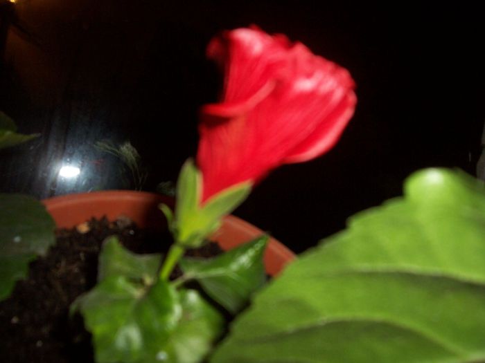 100_8563 - flori 1