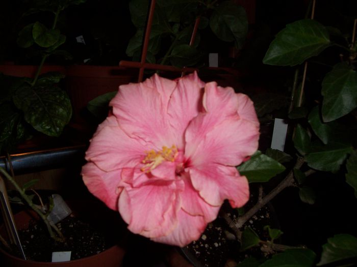 100_8569 - flori 1
