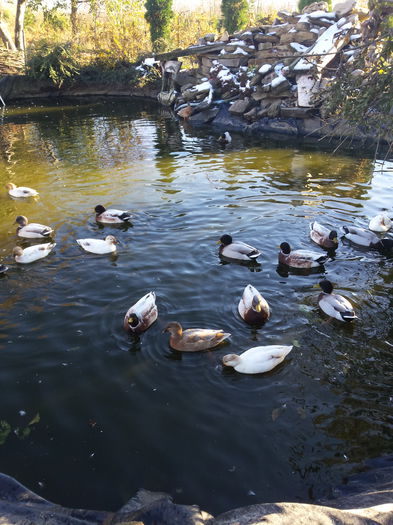 pasari andi, tineret - de vanzare