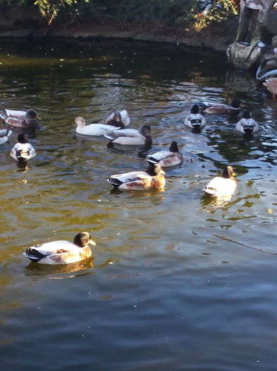 20141027_151338 - rate call duck