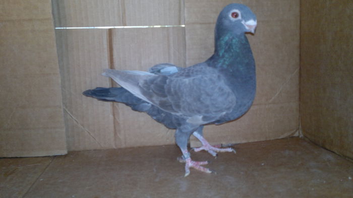 2014-10-27-4508 - antwerpener