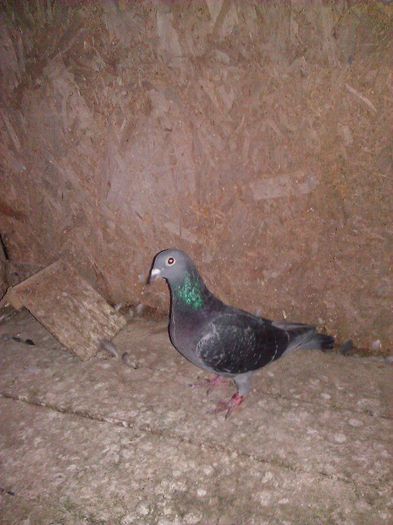 1381389_1563863170510062_758753629582330220_n