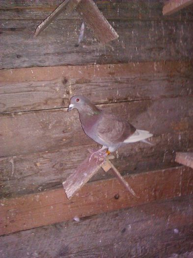 1385870_1563871593842553_6074536381855475356_n