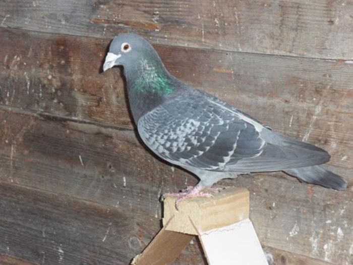 1796460_1457457541150626_1603279631_n