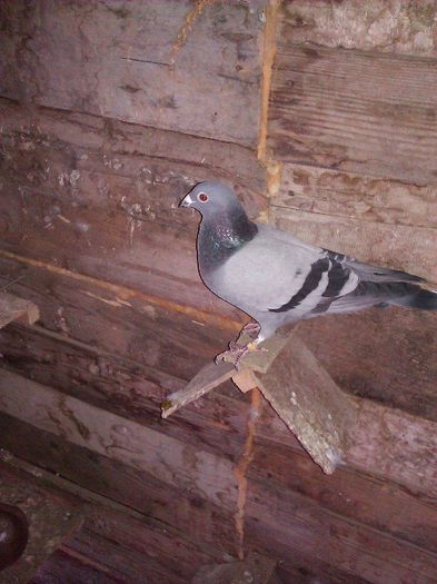 10410693_1563871887175857_3125436448066917827_n