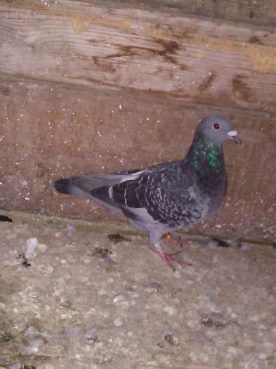 10644959_1563871497175896_1595649427407623153_n