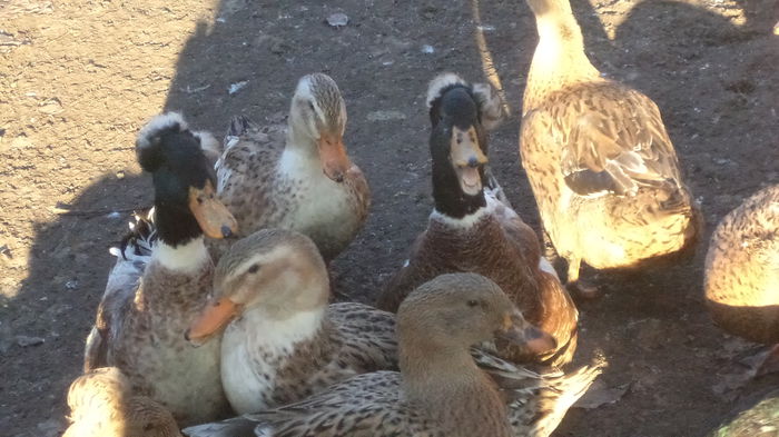 DSC05871 - RATE CU MOT ROMANESTI S-AU VINDUT TOATE