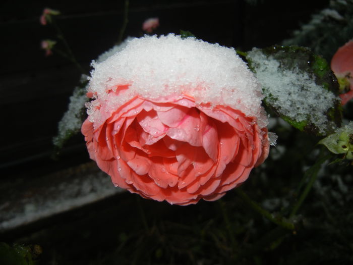 Rose Pleasure (2014, October 25)