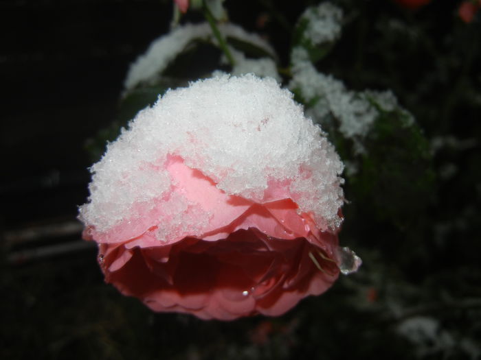 Rose Pleasure (2014, October 25)