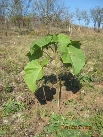 Picture 2824 - Paulownia Tomentosa 2014-2016