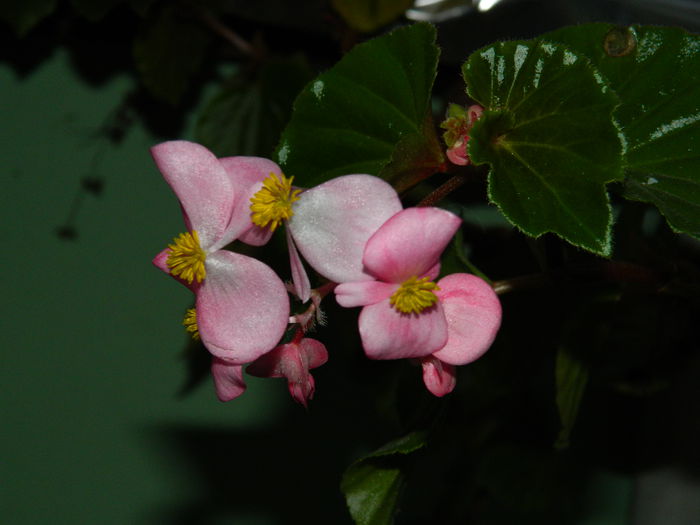 DSCN2070 - OCTOMBRIE_2_2014