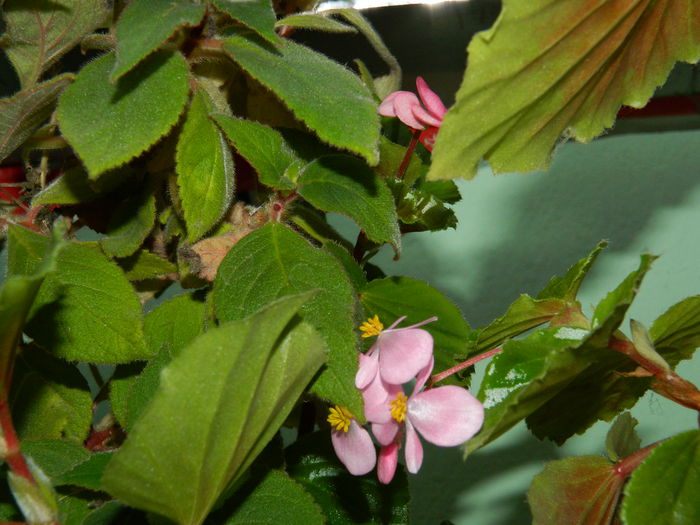 DSCN2099 - OCTOMBRIE_2_2014