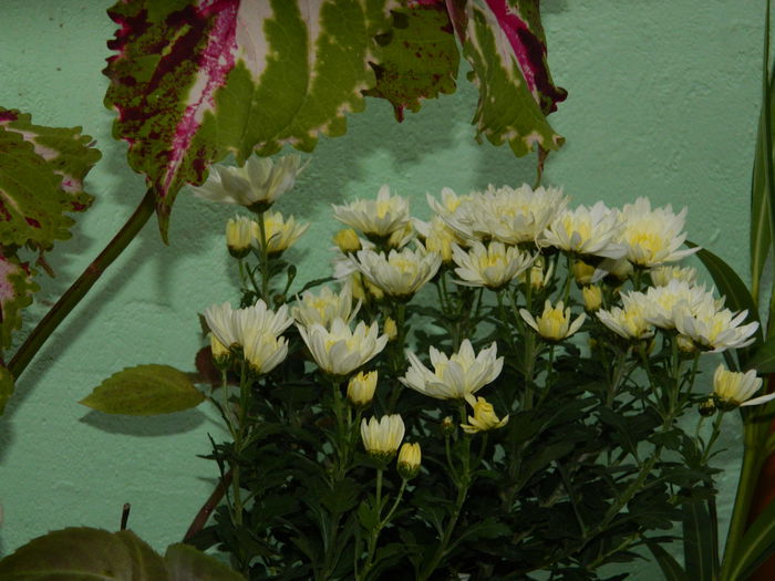 DSCN2122 - OCTOMBRIE_2_2014