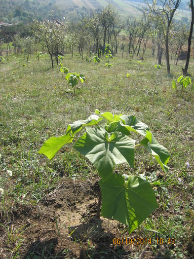 Picture 2829 - Paulownia Tomentosa 2014-2016