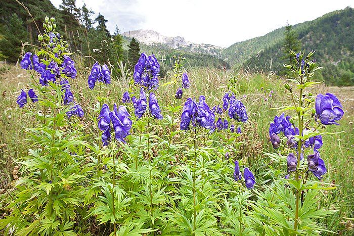 Omac; =plantă erbacee, otrăvitoare, cu flori albastre-violacee sau galbene, întrebuinţate în medicina populară (Aconitum variegatum).
