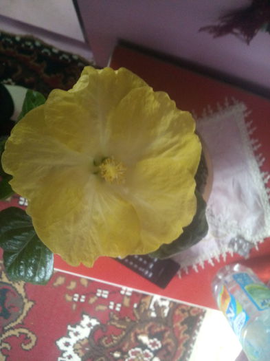  - hibiscus
