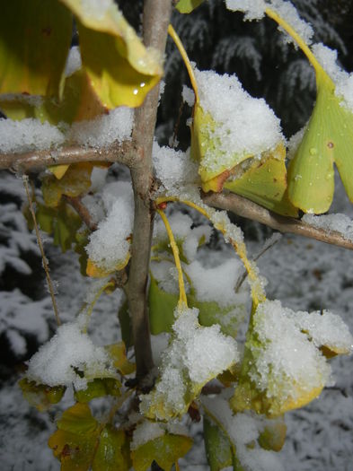 Gingko biloba (2014, October 25)