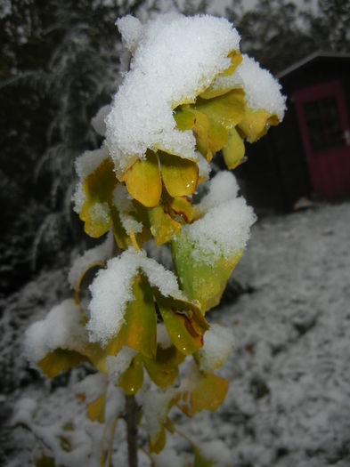 Gingko biloba (2014, October 25)