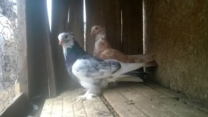 WP_20141029_032 - porumbeii mei