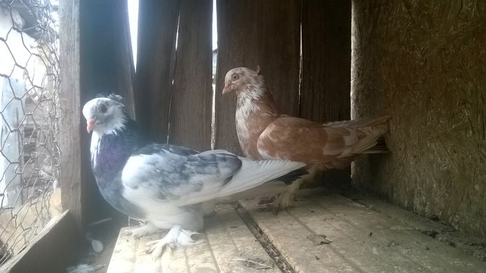 WP_20141029_033 - porumbeii mei