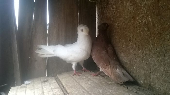 WP_20141029_037 - porumbeii mei