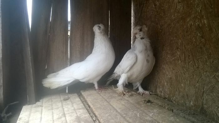 WP_20141029_040 - porumbeii mei