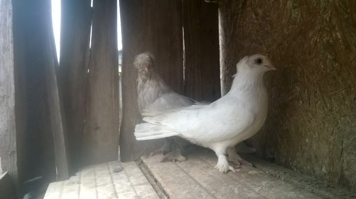 WP_20141029_042 - porumbeii mei