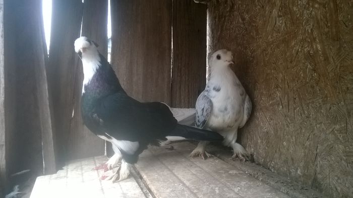 WP_20141029_044 - porumbeii mei