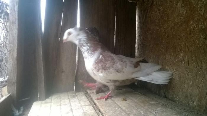 WP_20141029_046 - porumbeii mei