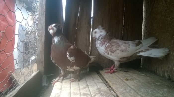 WP_20141029_048 - porumbeii mei