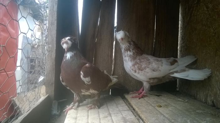 WP_20141029_049 - porumbeii mei