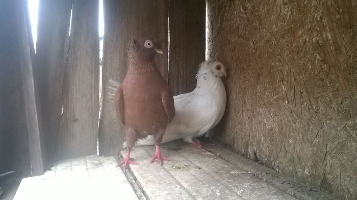 WP_20141029_050 - porumbeii mei