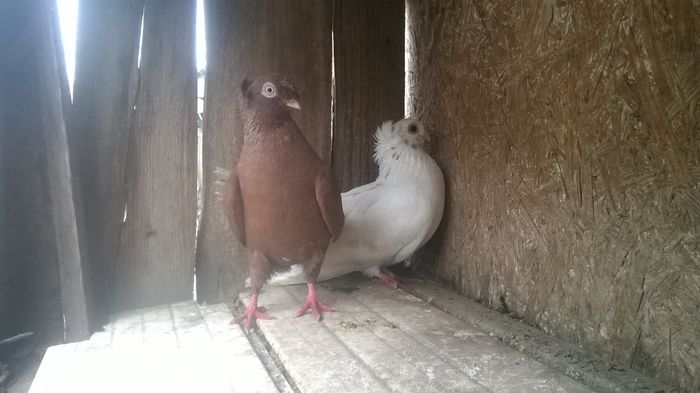 WP_20141029_051 - porumbeii mei