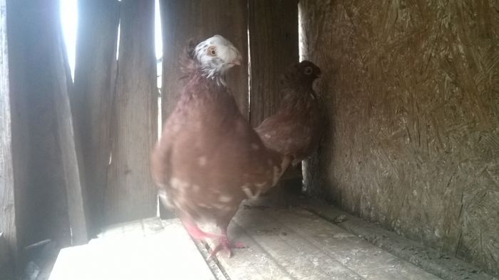 WP_20141029_052 - porumbeii mei