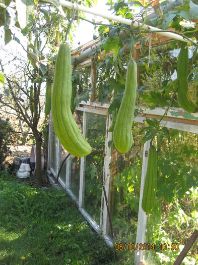 avem peste jumatate de metru..... - Burete vegetal-Lufa