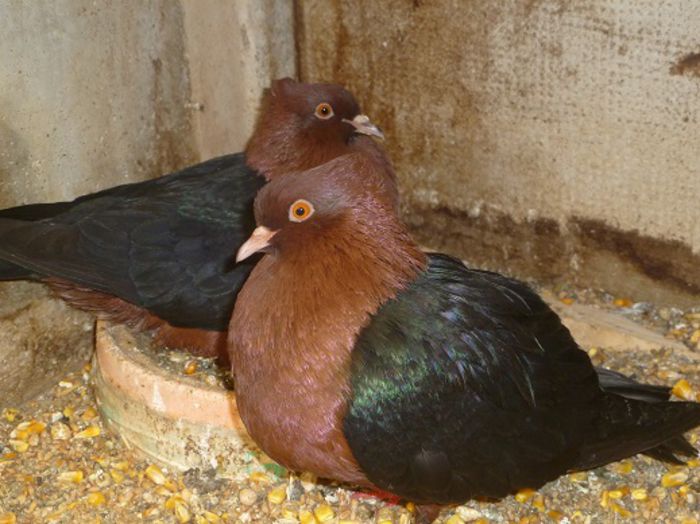 176