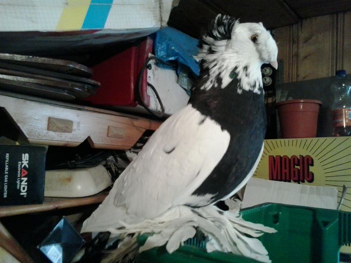 Copy of 2014-10-29 13.01.15