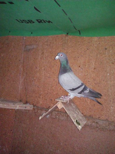 1380629_1564183920477987_4350070857127494687_n