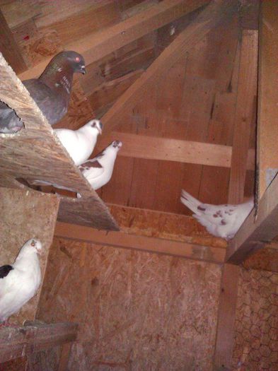 10615454_1564184293811283_1896170710243148210_n