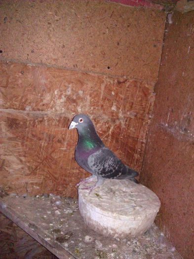 10628163_1564183610478018_2591628655049675762_n