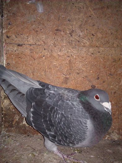 10689794_1564182013811511_3591228929987434597_n