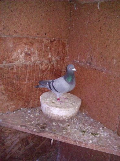 10698666_1564184043811308_4076675309891927784_n