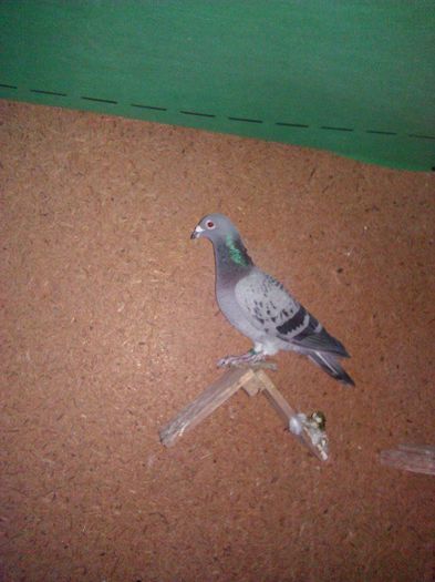 10730774_1564183963811316_4110921463671147194_n