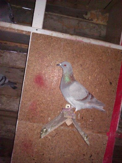 10730944_1564183527144693_1238287893497783727_n